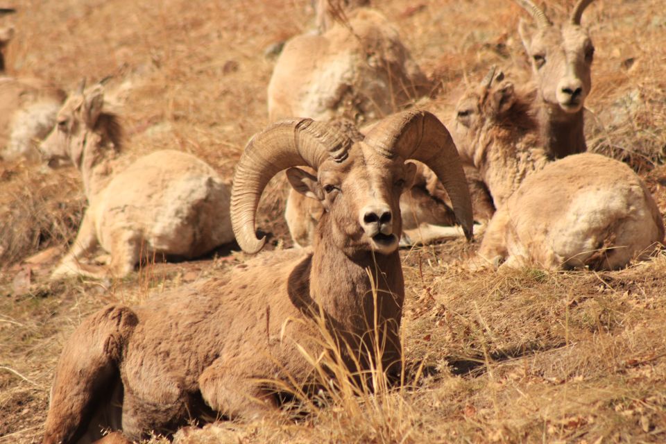 Rapid City: Mt Rushmore Custer State Park & Crazy Horse - Wildlife and Vistas