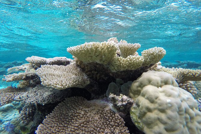 Reef Discovery Private Full Day Lagoon Tour & Water Lunch - Cancellation Policy Information