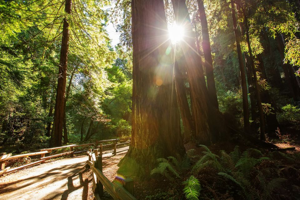 San Francisco: Private Muir Woods and Sausalito Tour - Cancellation Policy