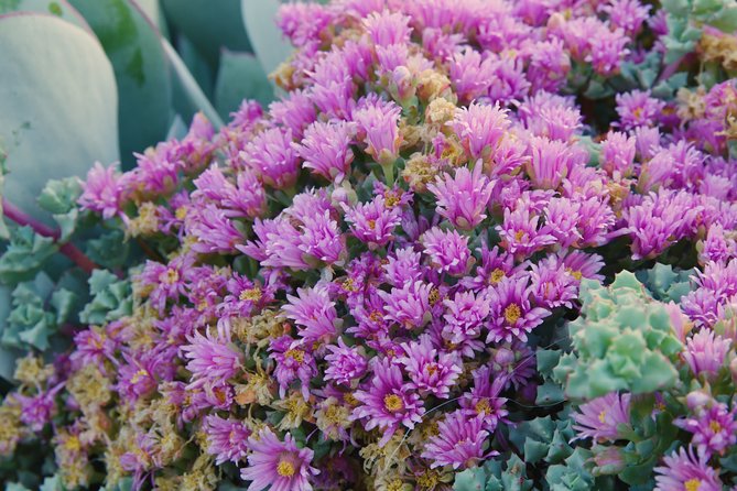 San Francisco Staircases and Gardens Small-Group Walking Tour - Participant Experience