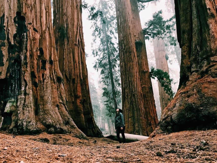 San Francisco: Yosemite Park 2-Day Trip With Accommodation - Customer Reviews