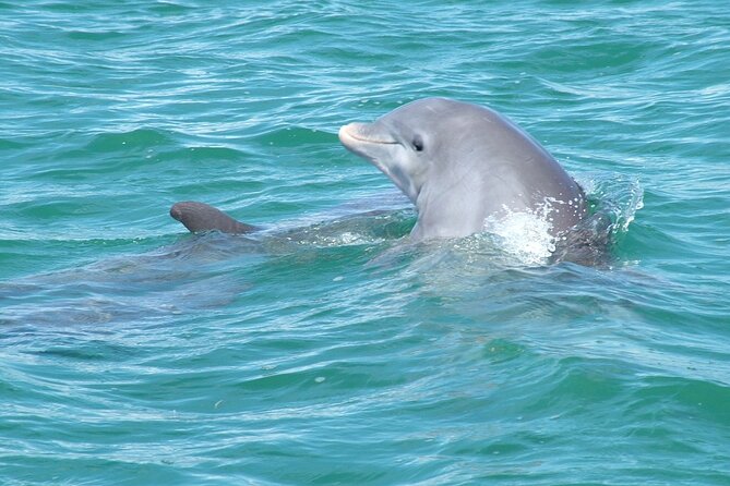 Shallow Water Snorkeling and Dolphin Watching in Key West - Memorable Dolphin Interactions