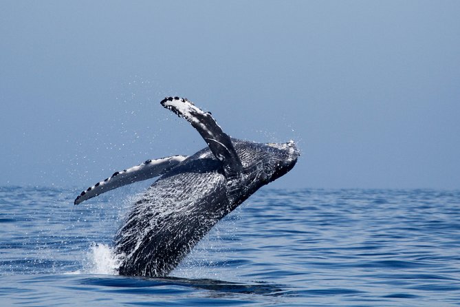 Shared Two-Hour Whale Watching Tour From Oceanside - Common questions