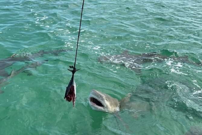 Shark and Wildlife Viewing Adventure in Key West - Customer Engagement and Crew Performance