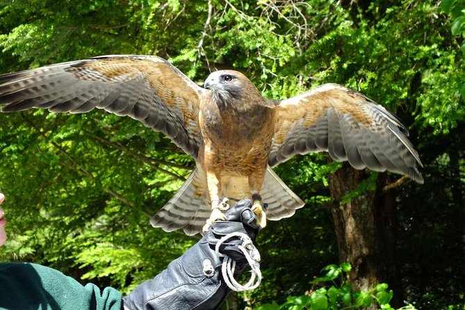 Sitka Tour: Raptor Center, Fortress of the Bears, Totems - Tour Guides and Experience