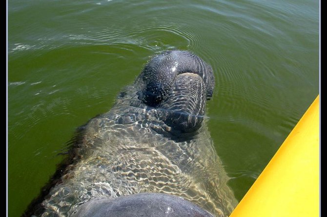 Small Group Boat, Kayak and Walking Guided Eco Tour in Everglades National Park - Customer Reviews and Feedback