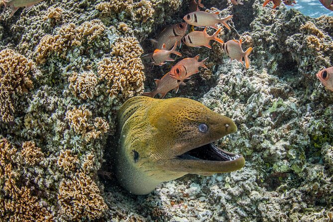 Small-Group Introductory Scuba Diving Experience in Bora Bora - Additional Information