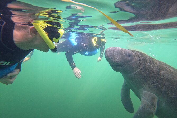 Small Group Manatee Swim Tour With In Water Guide - Customer Experience Highlights