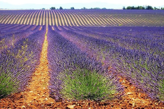 Small Group Marseille Shore Excursion: Lavender Tour - Maximum Travelers Limit