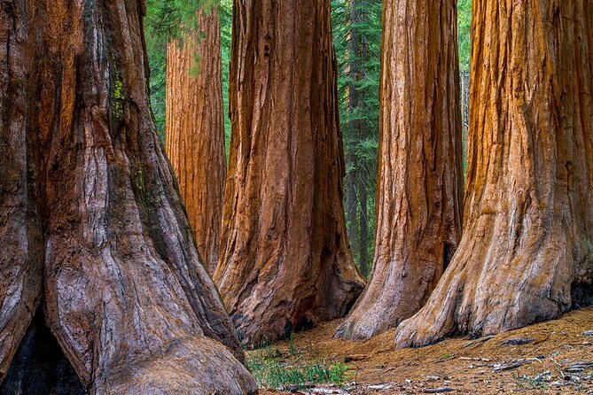 Small Group Redwoods, California Coast & Sausalito Day Trip From San Francisco - Common questions