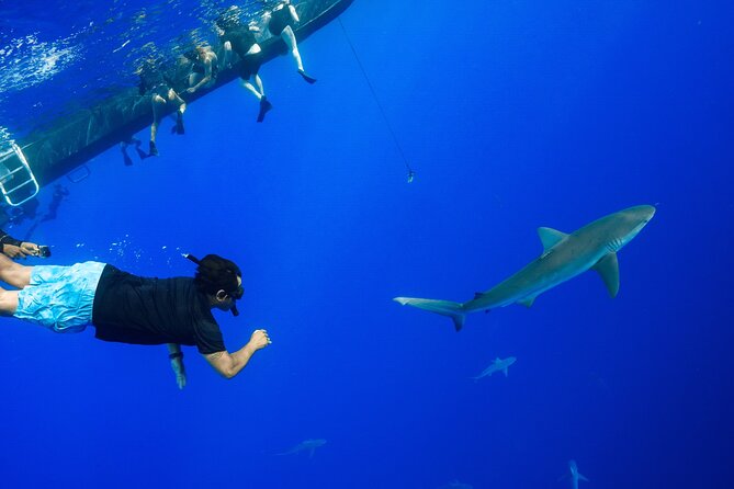 Snorkel and Dive With Sharks in Hawaii With One Ocean Diving - Customer Interaction