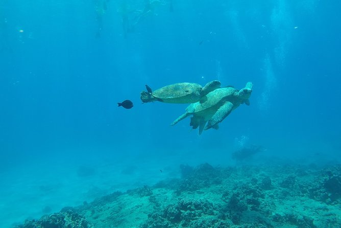 Snorkel & Swim With Turtles! Minutes From Waikiki - Recommendations and Feedback