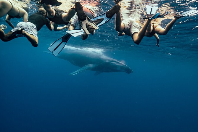 Swim With Humpback Whales - Activity Highlights