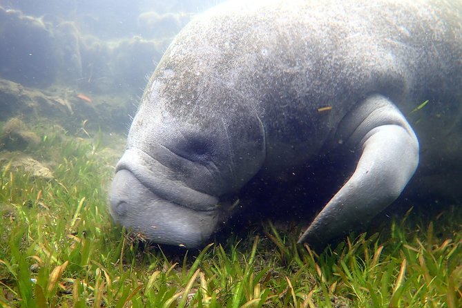 The OG Manatee Snorkel Tour With In-Water Guide/PhotOGrapher - Cancellation Policy