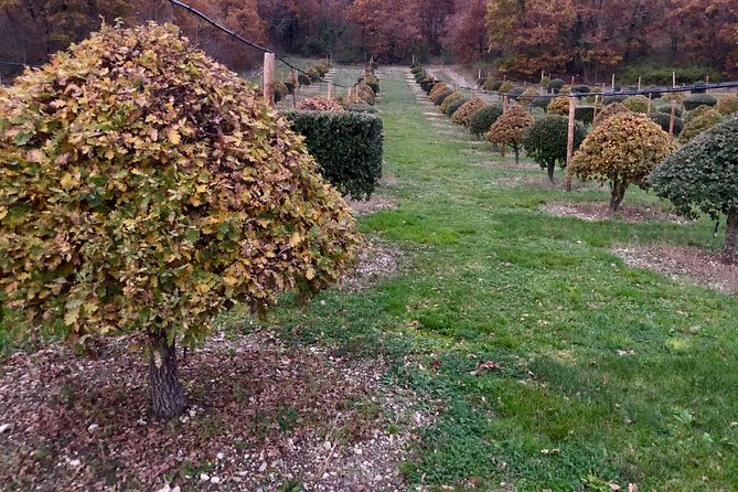 Truffle Farm Visit and Cavage With a Dog in All Seasons - Exploring Truffle Farm Grounds