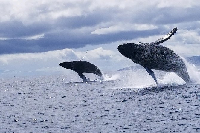 Ultimate 2 Hour Small Group Whale Watch Tour - Recommendations and Tips