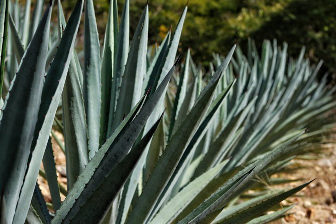 Ultimate Hierve El Agua Hike Mezcal - Additional Information and Resources