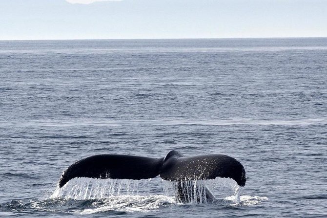 Victoria Shore Excursion: Whale-Watching Cruise With Expert Naturalist Guides - Pricing Information