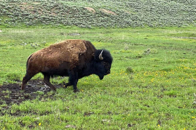 VIP Private Boutique Tour of Yellowstones Lower Loop - West Yellowstone, MT - Pricing & Details