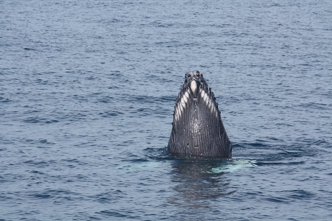 Whale Encounter Puerto Vallarta - Customer Reviews