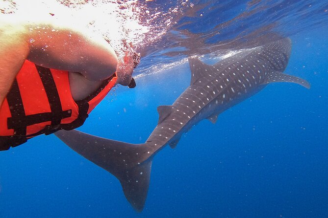 Whale Shark and Snorkeling Adventure From Isla Holbox - Customer Reviews