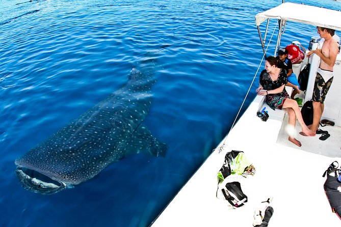 Whale Shark Tour From Cancun, Playa Del Carmen, Tulum and Riviera Maya - Tour Experience and Reviews
