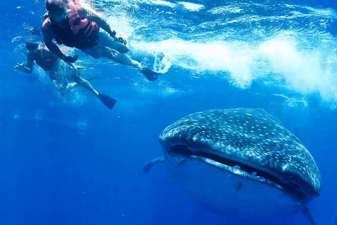 Whale Sharks Small-Group Tour in Cancun and Riviera Maya - Logistics and Recommendations