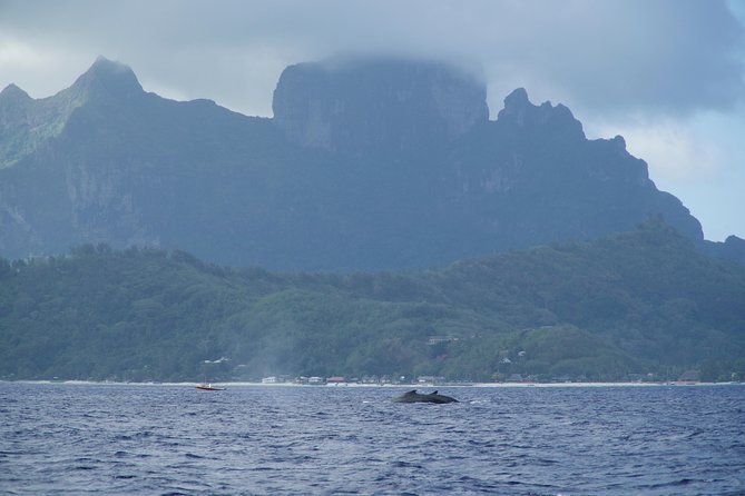 Whale Watching Bora Bora - Customer Reviews and Safety