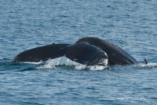 Whale Watching Excursion in Dana Point - Customer Feedback