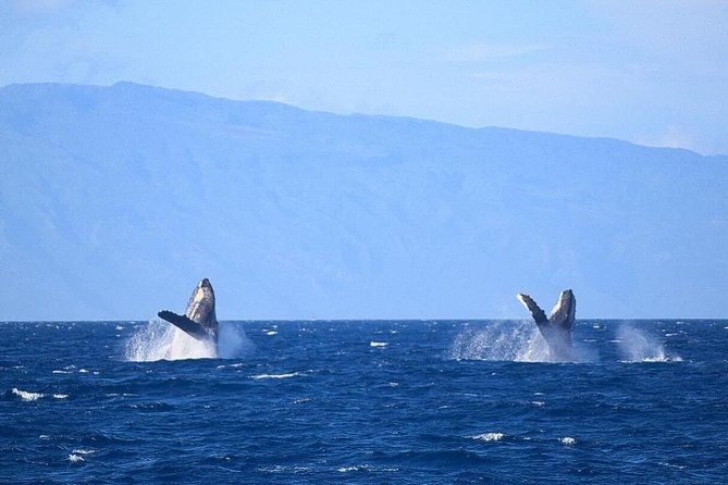 Whale Watching From Maalaea Harbor - Whale Watching Experience Details