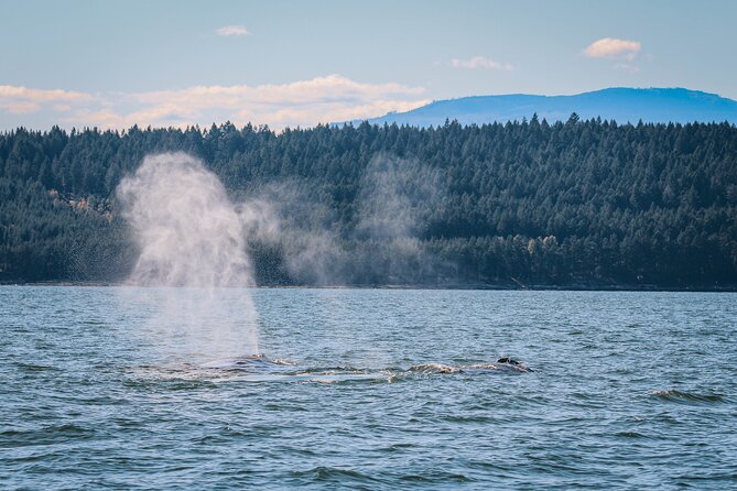 Whale Watching Nanaimo Open Boat Tour - Logistics Information
