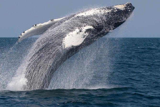 Whale Watching Trips to Stellwagen Bank Marine Sanctuary. Guaranteed Sightings! - Directions