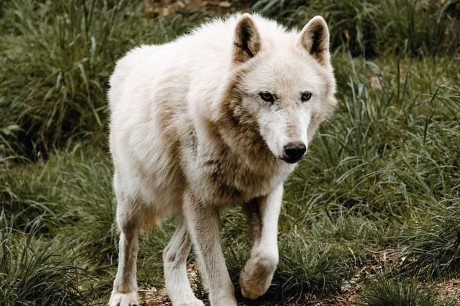 White Wolf Sanctuary Tour  - Oregon - Additional Information