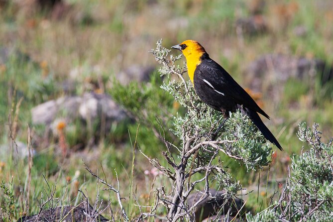 Yellowstone Wildlife Safari From Bozeman - Private Tour - Additional Information