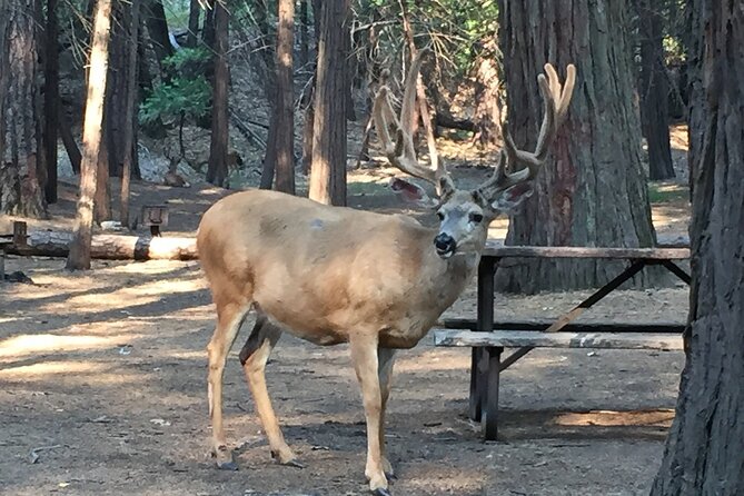 Yosemite Highlights Small Group Tour - Pickup Points and Refund Policy