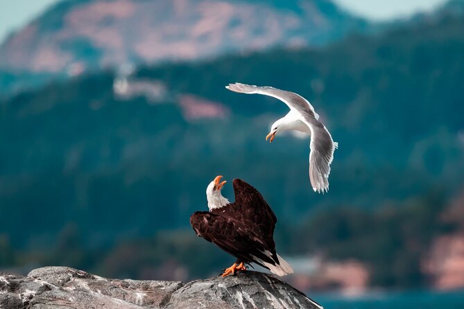 Zodiac Marine Wildlife Excursion From Victoria - Additional Information and Resources