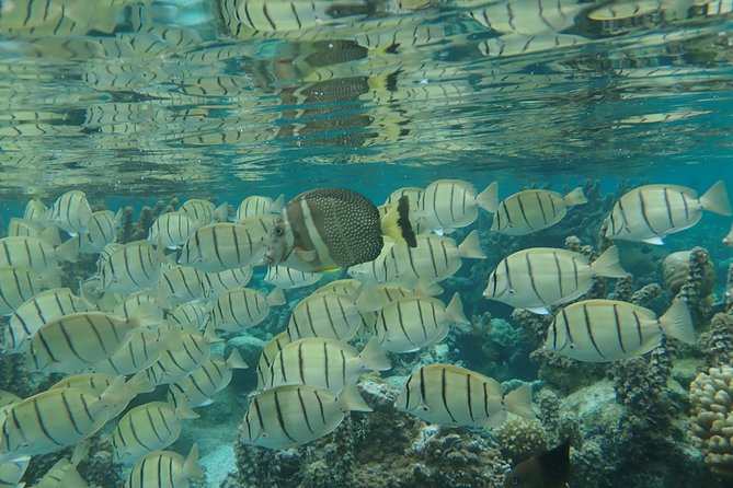 1/2 Day Tahaa Coral Garden - Departure Raiatea / Ideal for Cruise Passengers - Common questions