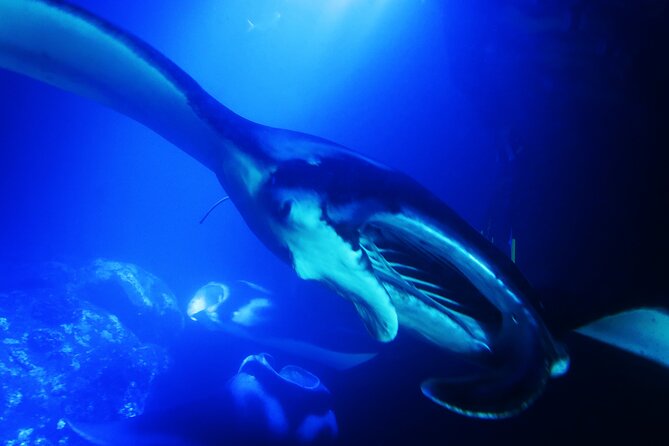 6 Passenger Maximum Manta Ray Night Snorkel in Kailua-Kona, HI - Final Words