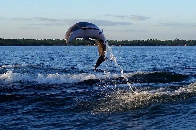 Alabama Gulf Coast Dolphin Cruise - Tips for a Memorable Dolphin Cruise Experience