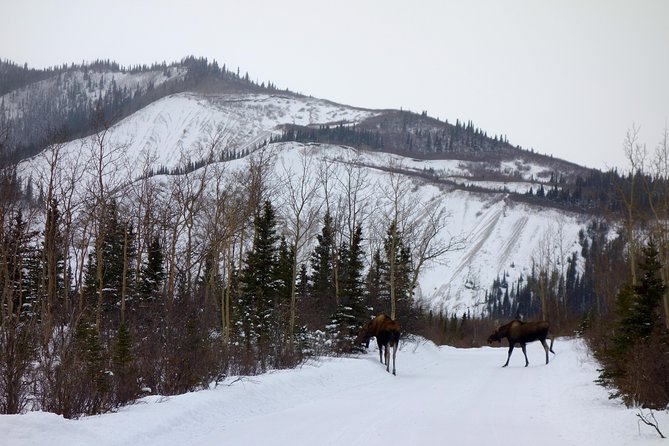 Alaskan Back Country Side by Side ATV Adventure With Meal - Booking Expectations