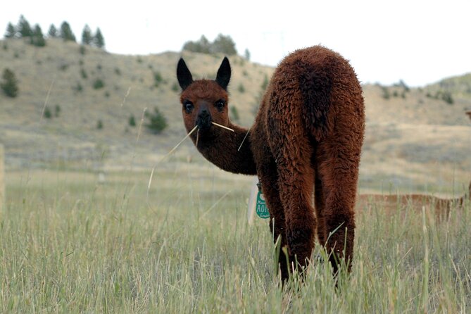 Alpaca and Llama Farm Tour - Additional Information