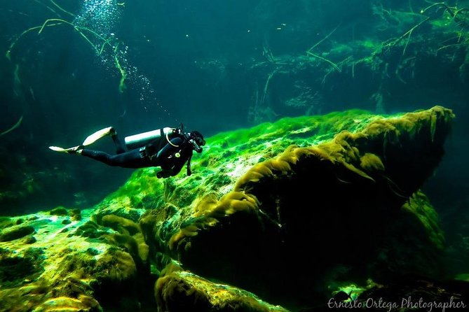 Amazing Beginner Dive in Tulum Cenote (Or Refresher Dive) - Host and Customer Testimonials