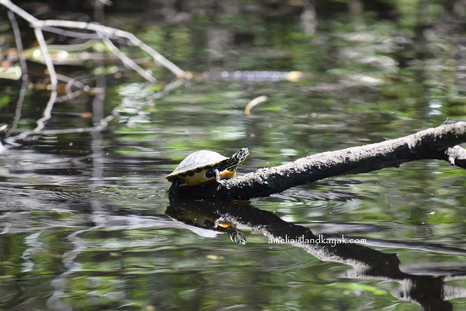 Amelia Island Kayaking Tour  - Jacksonville - Weather Considerations and Safety Measures