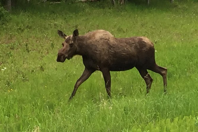 Anchorage City Tour W/ Taste of Wild Smoked Salmon & Reindeer Sausage - Common questions