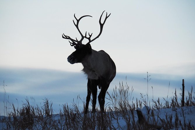 Arctic Day: Yukon Wildlife & Hot Springs Tour Half Day - Final Words