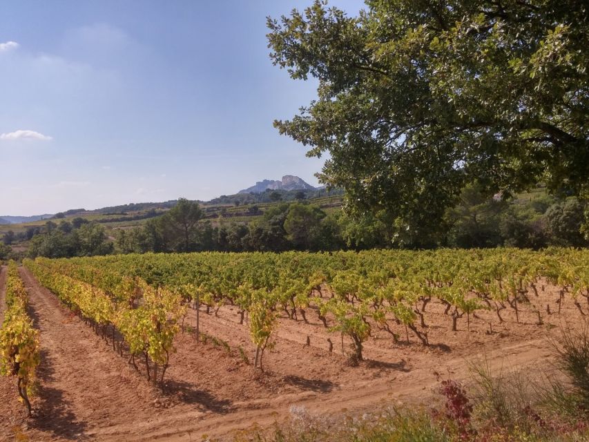 Avignon: Wine Tasting Tour - Booking Information