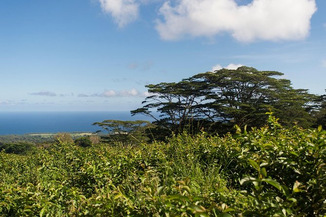 Big Island Kohala Canopy Zipline Adventure - Requirements and Policies