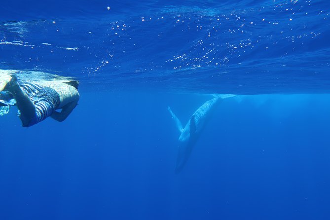 Bora Bora Whale Watching - Final Words