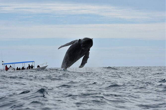 Cabo San Lucas Whale Watching Tour With Photos Included - Tour Capacity and Sail Options