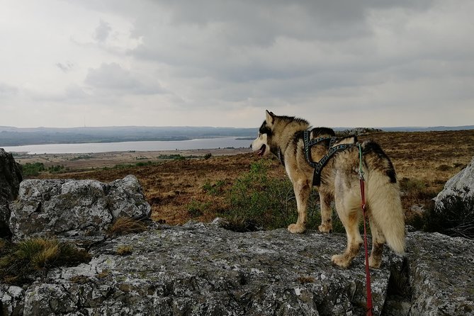 Cani Rando, Fun and Original Hiking, Pulled by Huskies - Unveiling the Domaine De Shiva Experience